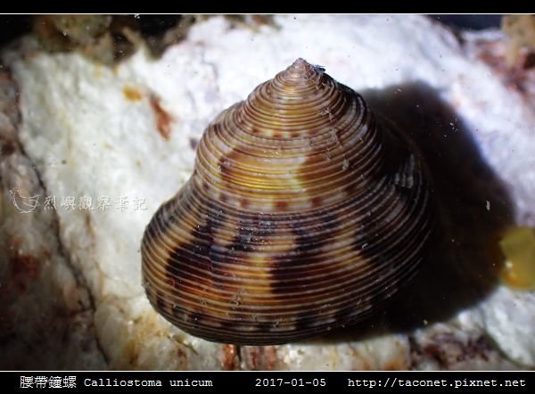 腰帶鐘螺 Calliostoma unicum_4.jpg