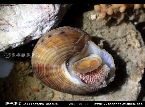 腰帶鐘螺 Calliostoma unicum_3.jpg