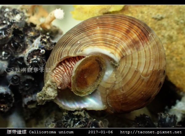 腰帶鐘螺 Calliostoma unicum_5.jpg