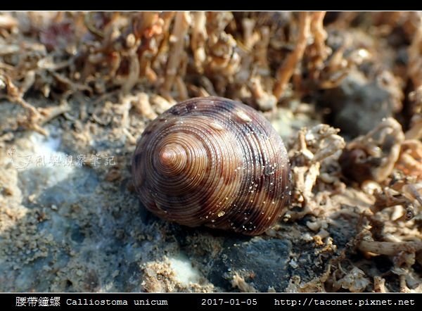 腰帶鐘螺 Calliostoma unicum_7.jpg