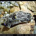 肉食擬海牛 Philinopsis gigliolii_6.jpg
