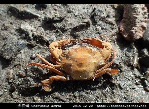 銳齒蟳 Charybdis acuta_1.jpg