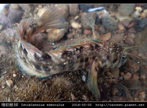 暗紋蛙鳚 Istiblennius edentulus (Forster &amp; Schneider, 1801) 