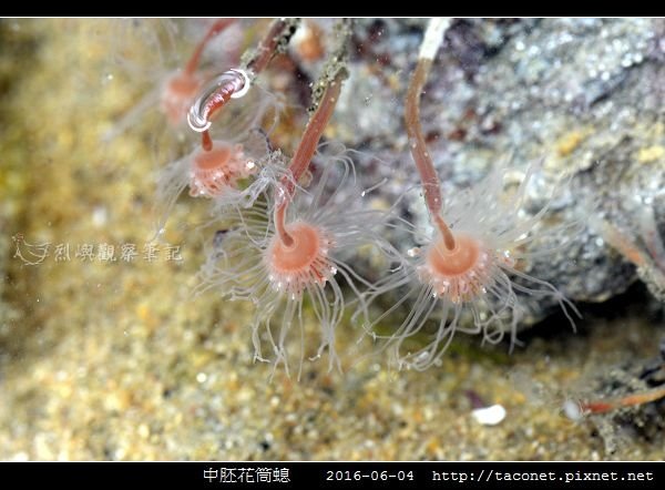 中胚花筒螅 Tubularia mesembryanthemum_01.jpg