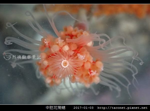 中胚花筒螅 Tubularia mesembryanthemum_04.jpg