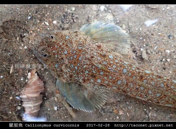 鼠銜魚 Callionymus curvicornis_1.jpg