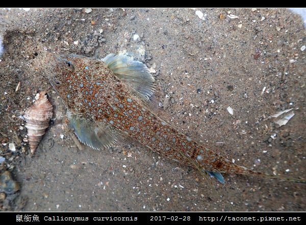 鼠銜魚 Callionymus curvicornis_2.jpg