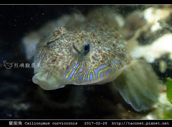 鼠銜魚 Callionymus curvicornis_5.jpg