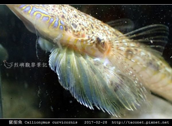 鼠銜魚 Callionymus curvicornis_6.jpg