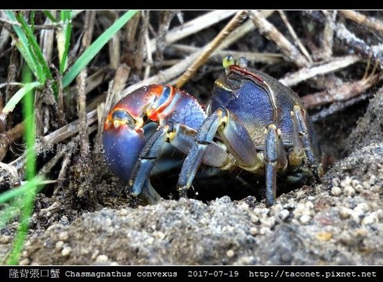 隆背張口蟹 Chasmagnathus convexus_11.jpg