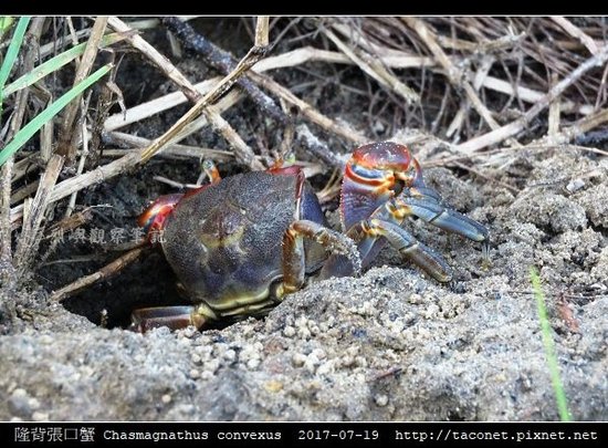 隆背張口蟹 Chasmagnathus convexus_13.jpg