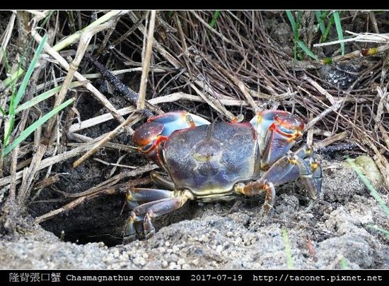 隆背張口蟹 Chasmagnathus convexus_17.jpg