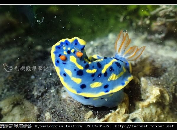 節慶高澤海蛞蝓 Hypselodoris festiva_06.jpg