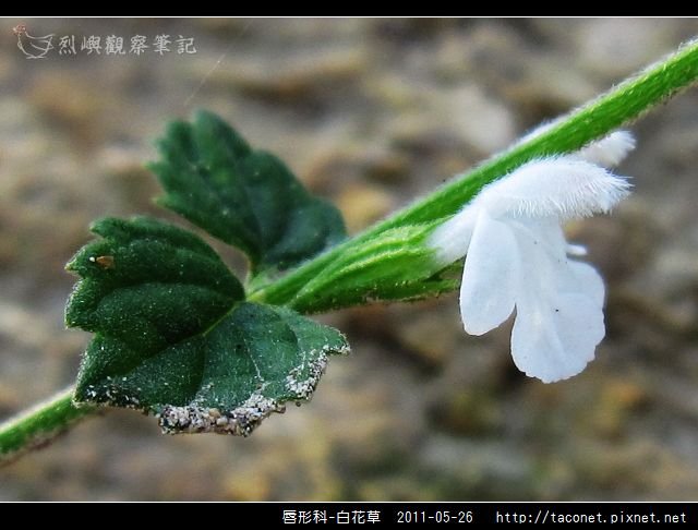 唇形科-白花草_04.jpg