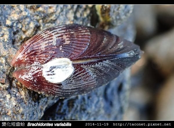 變化短齒蛤 Brachidontes variabilis_2.jpg