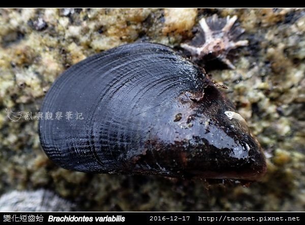 變化短齒蛤 Brachidontes variabilis_5.jpg