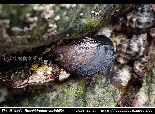 變化短齒蛤 Brachidontes variabilis_8.jpg