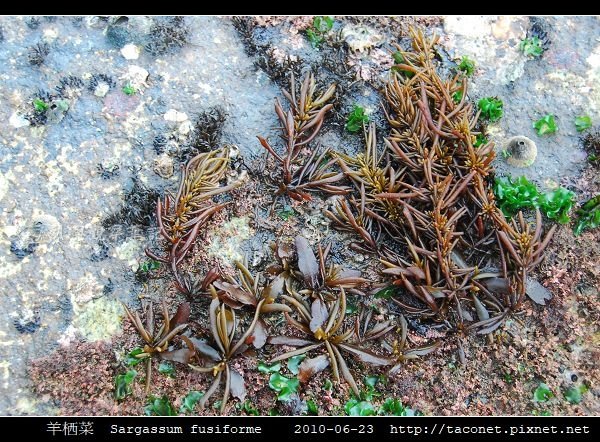 羊栖菜  Sargassum fusiforme_2.jpg