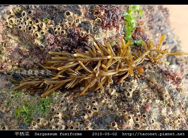 羊栖菜  Sargassum fusiforme_7.jpg