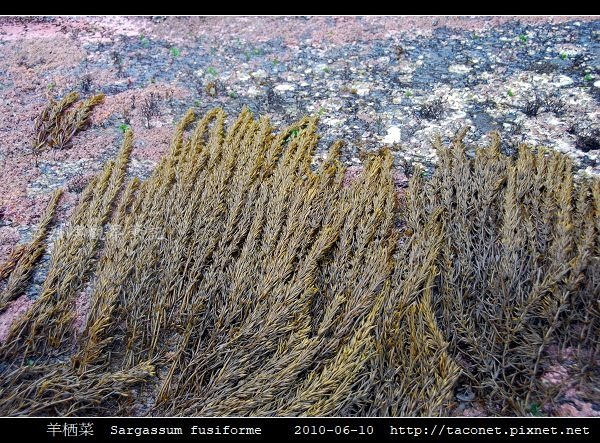 羊栖菜  Sargassum fusiforme_8.jpg