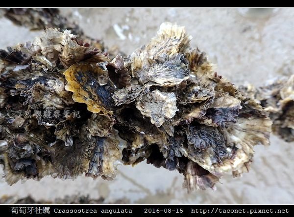 葡萄牙牡蠣 Crassostrea angulata_11.jpg