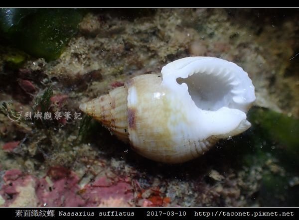 素面織紋螺 Nassarius sufflatus_06.jpg