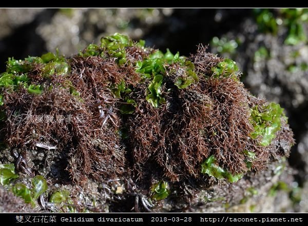 雙叉石花菜 Gelidium divaricatum_1.jpg