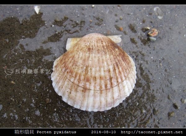 箱形扇貝 Pecten pyxidatus_1.jpg