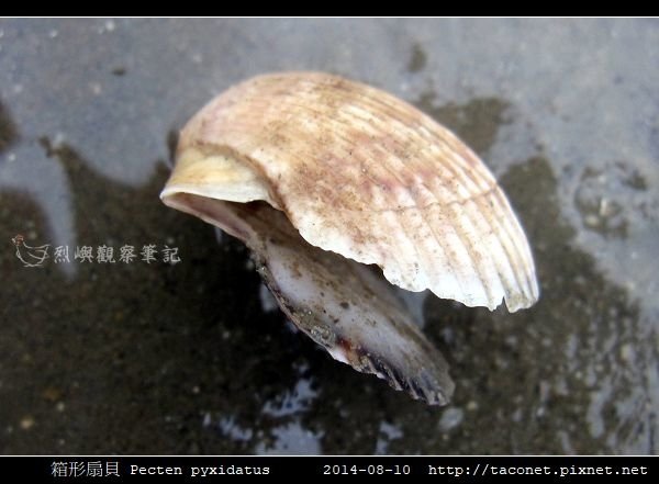 箱形扇貝 Pecten pyxidatus_2.jpg