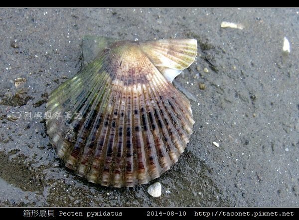 箱形扇貝 Pecten pyxidatus_3.jpg