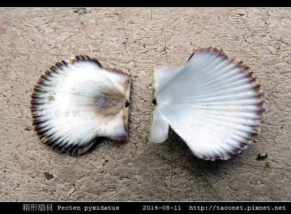 箱形扇貝 Pecten pyxidatus_7.jpg