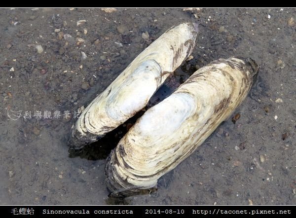 毛蟶蛤 Sinonovacula constricta_6.jpg