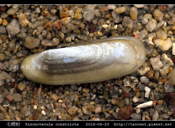 毛蟶蛤 Sinonovacula constricta_7.jpg
