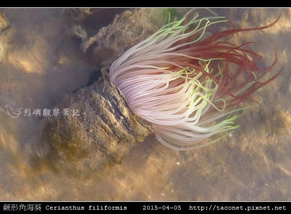 蕨形角海葵 Cerianthus filiformis_01.jpg