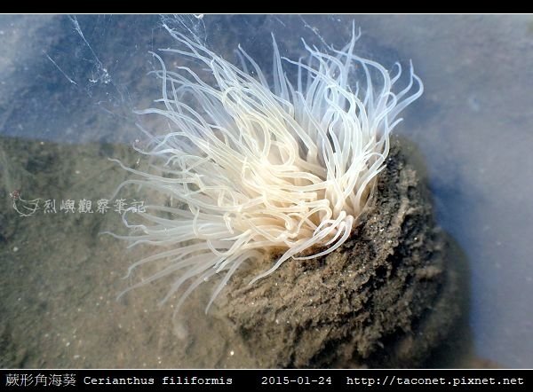 蕨形角海葵 Cerianthus filiformis_02.jpg