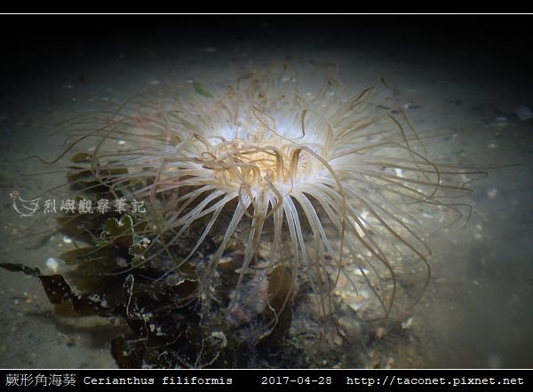 蕨形角海葵 Cerianthus filiformis_08.jpg