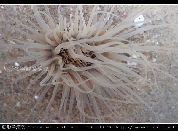 蕨形角海葵 Cerianthus filiformis_13.jpg