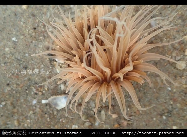 蕨形角海葵 Cerianthus filiformis_16.jpg