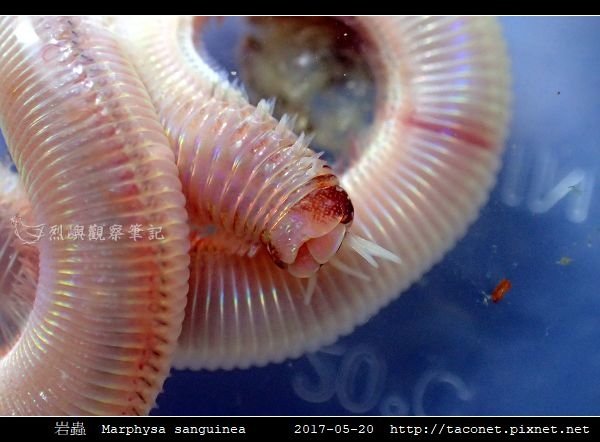 岩蟲 Marphysa sanguinea_10.jpg