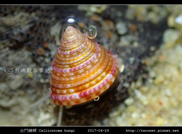 金門鐘螺 Calliostoma hungi _05.jpg