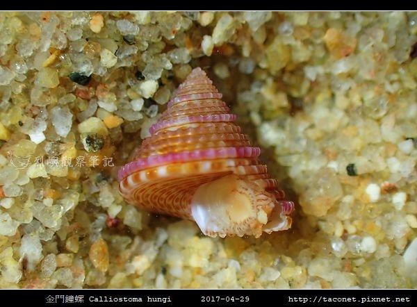 金門鐘螺 Calliostoma hungi _07.jpg