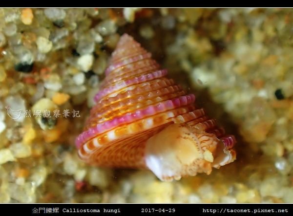 金門鐘螺 Calliostoma hungi _08.jpg