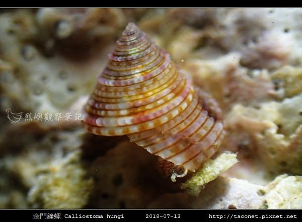 金門鐘螺 Calliostoma hungi _11.jpg