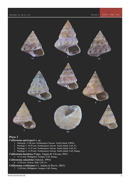 01- Huang &amp; Fu- Margaritidae and Calliostomatidae_頁面_09.jpg