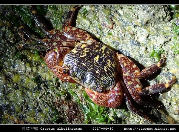 白紋方蟹 Grapsus albolineatus_2.jpg