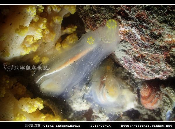 玻璃海鞘 Ciona intestinatis_3.jpg