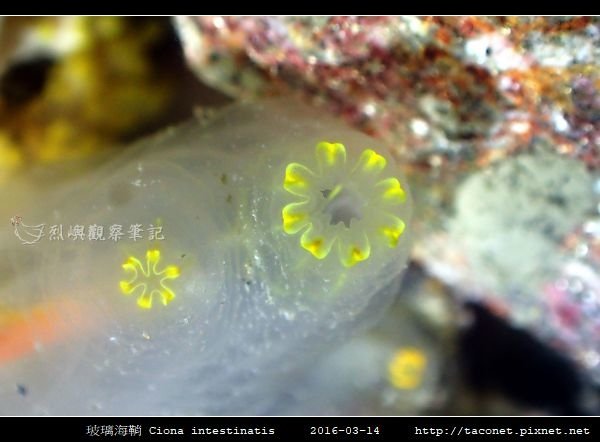 玻璃海鞘 Ciona intestinatis_4.jpg