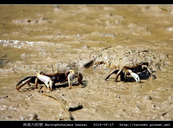 萬歲大眼蟹 Macrophthalmus banzai_1.jpg