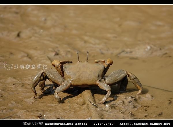 萬歲大眼蟹 Macrophthalmus banzai_5.jpg