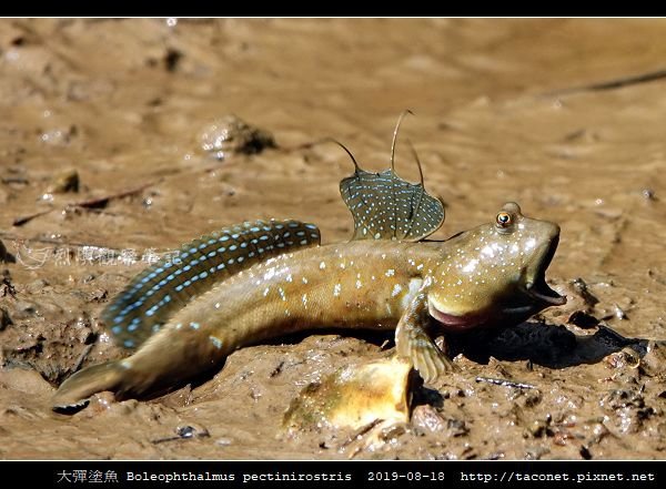 大彈塗魚 Boleophthalmus pectinirostris_10.jpg